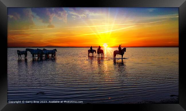 Camargue Horses at Sunrise Framed Print by Garry Bree