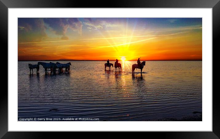 Camargue Horses at Sunrise Framed Mounted Print by Garry Bree