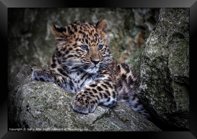 Amur Leopard Cub Framed Print by Garry Bree