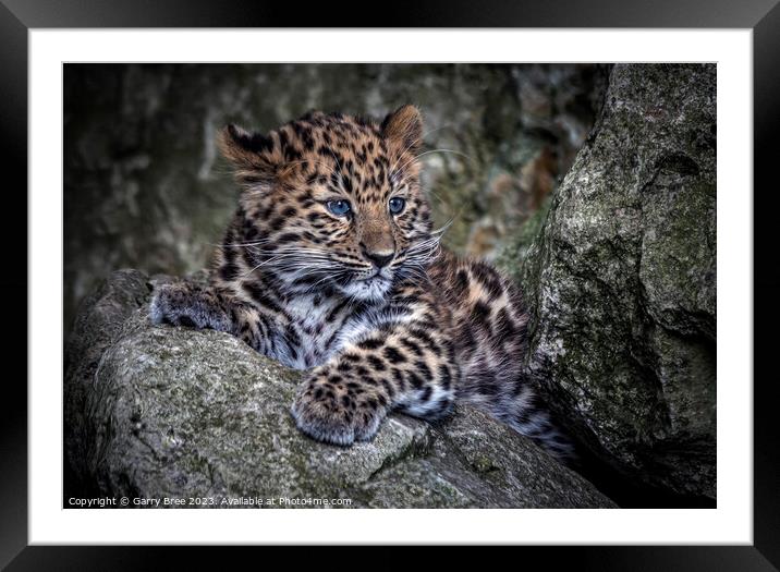 Amur Leopard Cub Framed Mounted Print by Garry Bree