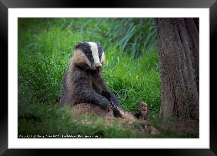 Badger sitting upright Framed Mounted Print by Garry Bree