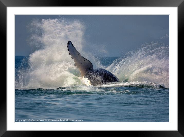 Humpback Whale hits the water. Framed Mounted Print by Garry Bree
