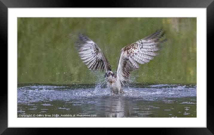 An Osprey flying out of the water Framed Mounted Print by Garry Bree