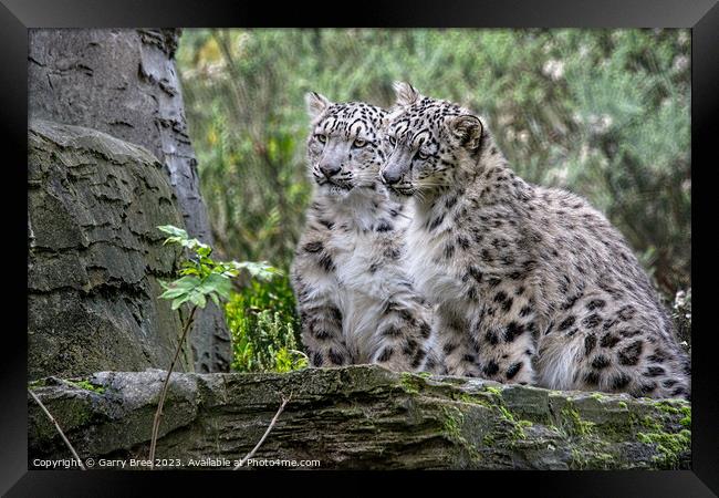 Snow Leopard Cubs Framed Print by Garry Bree