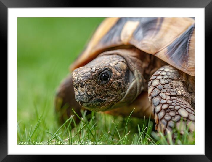 A tortoise in the grass Framed Mounted Print by David Macdiarmid