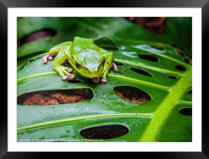 Green Tree Frog Framed Mounted Print by David Macdiarmid