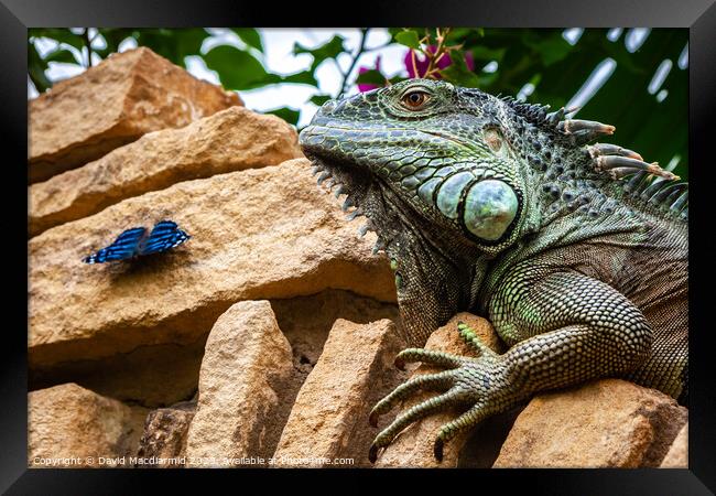 Green Iguana and Butterfly Framed Print by David Macdiarmid