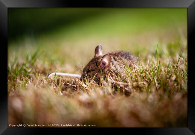 Sleeping Field Mouse Framed Print by David Macdiarmid
