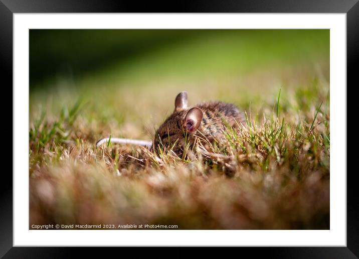 Sleeping Field Mouse Framed Mounted Print by David Macdiarmid