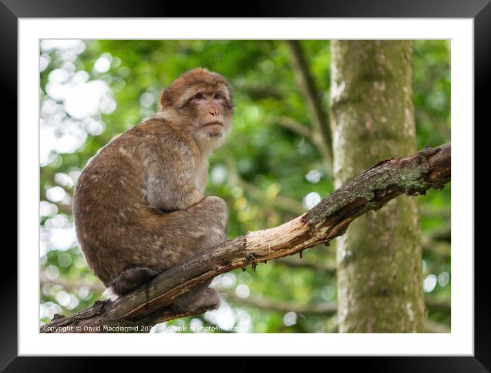 Barbary macaque monkey Framed Mounted Print by David Macdiarmid