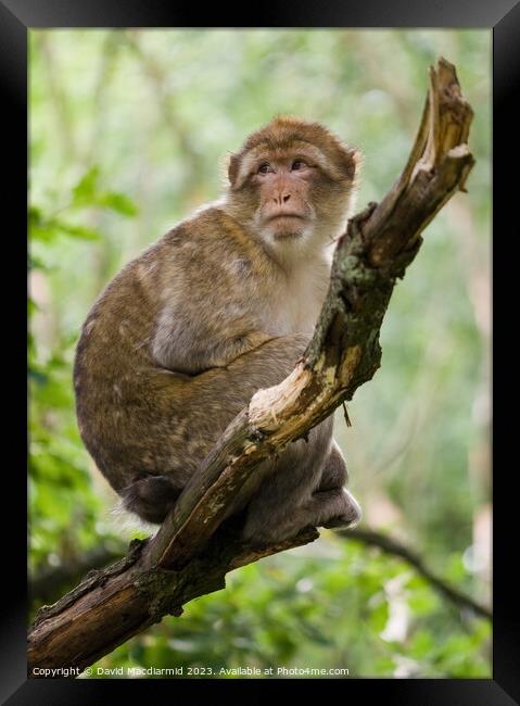 Barbary macaque monkey Framed Print by David Macdiarmid