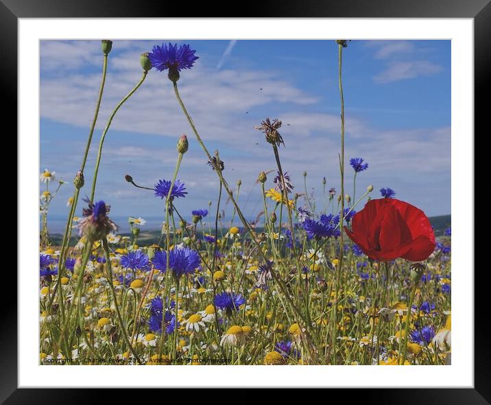 Stogumber wild flowers Framed Mounted Print by Charles Powell