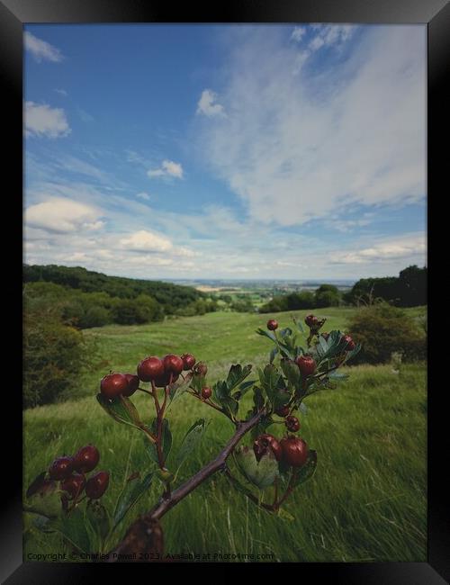 Berries and hills Framed Print by Charles Powell