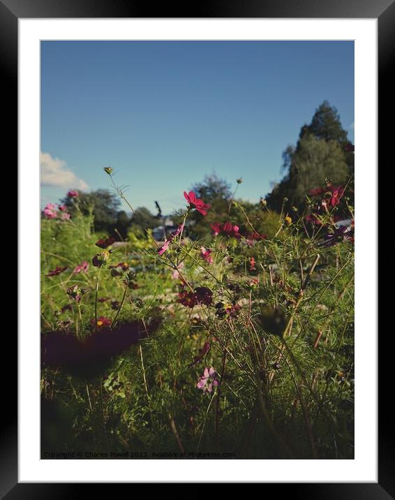 Autumn flowers Framed Mounted Print by Charles Powell