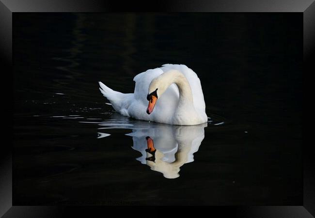 Swan reflecting  Framed Print by Helen Reid