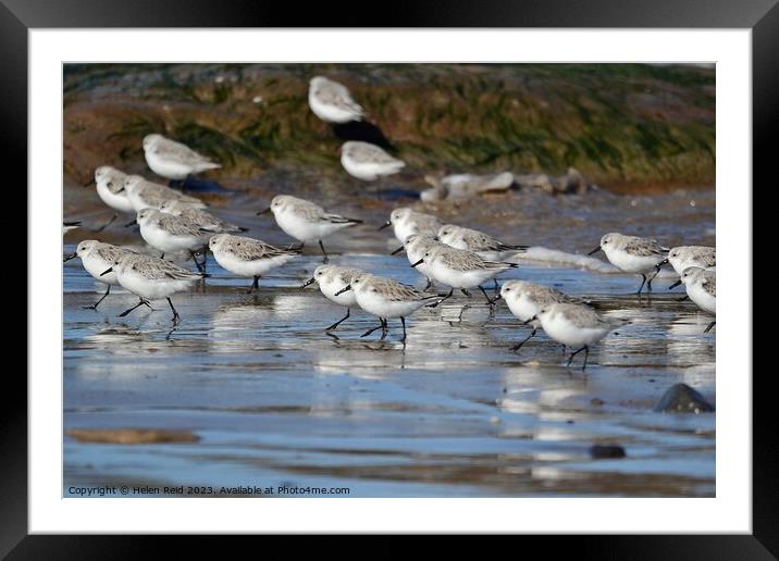 Sanderlings on a beach Framed Mounted Print by Helen Reid