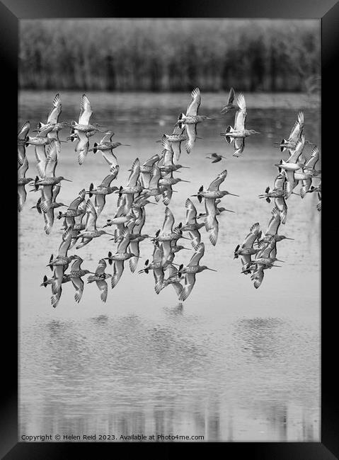 Wader birds in flight Framed Print by Helen Reid