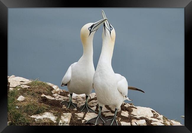 Gannet Birds beaks clacking together Framed Print by Helen Reid