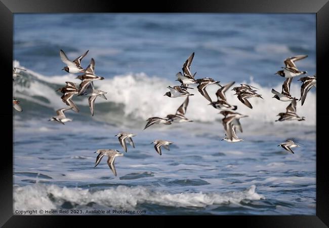 Turnstones in flight Framed Print by Helen Reid