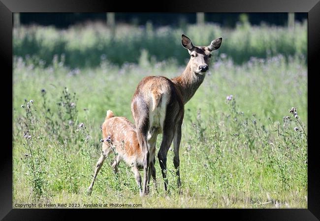 Red deer hind and fawn feeding Framed Print by Helen Reid