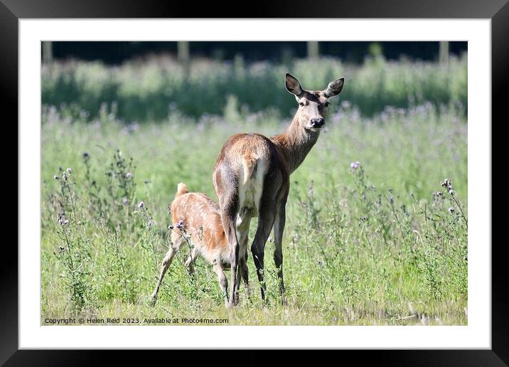 Red deer hind and fawn feeding Framed Mounted Print by Helen Reid