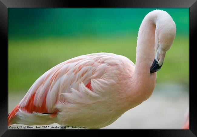 A close up of a pink flamingo Bird Framed Print by Helen Reid