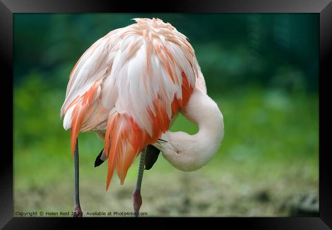 Pink Flamingo Framed Print by Helen Reid