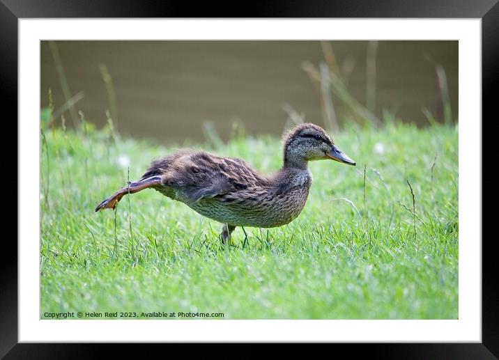 Yoga pose Duck Framed Mounted Print by Helen Reid