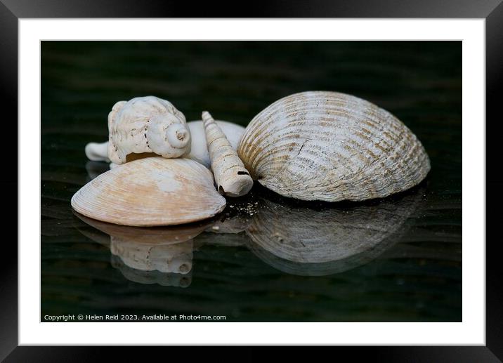 Seashells Framed Mounted Print by Helen Reid
