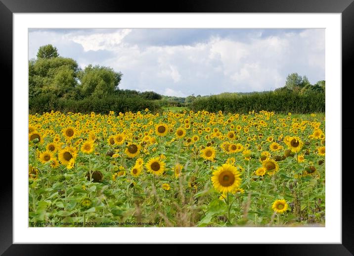 Field of sunflowers Framed Mounted Print by Helen Reid