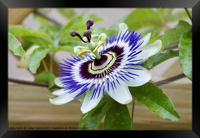 Blue crown Passion flower plant Framed Print by Helen Reid