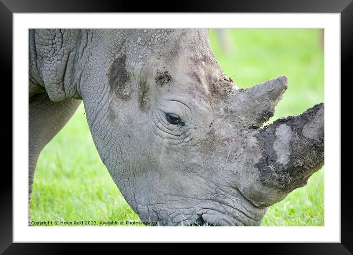 A rhinoceros standing on a lush green field eating - side head view Framed Mounted Print by Helen Reid
