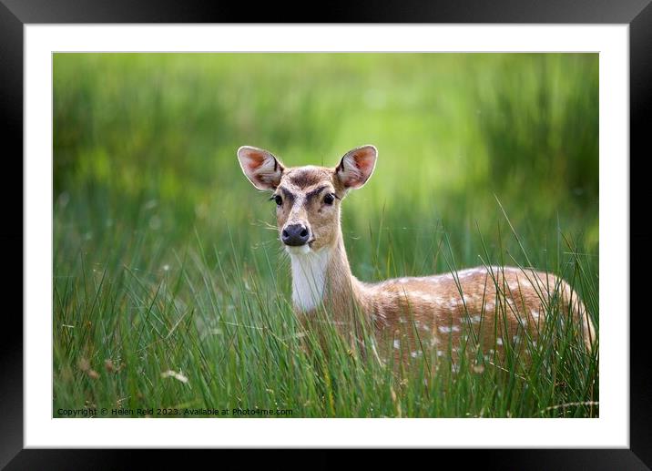 Sika deer Animal on the field Framed Mounted Print by Helen Reid