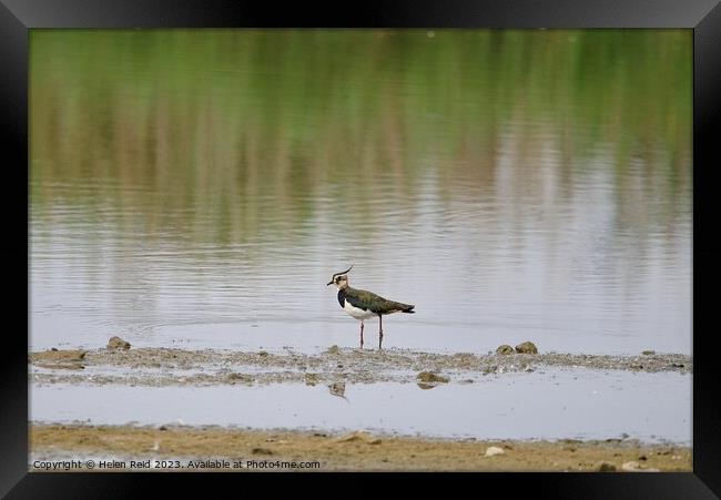 Lonely Lapwing Framed Print by Helen Reid