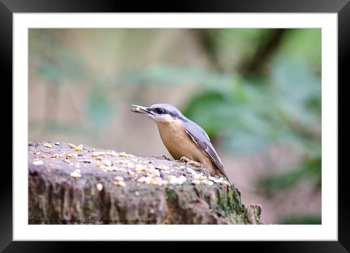 Nuthatch bird eating a seed Framed Mounted Print by Helen Reid