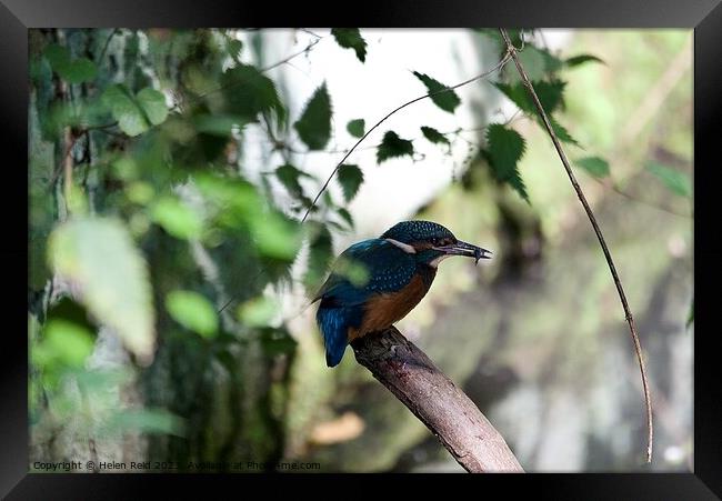 A small blue Kingfisher bird perched on a tree branch eating a fish Framed Print by Helen Reid