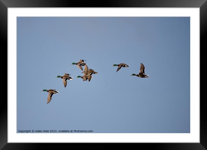 Ducks in flight in a blue sky Framed Mounted Print by Helen Reid