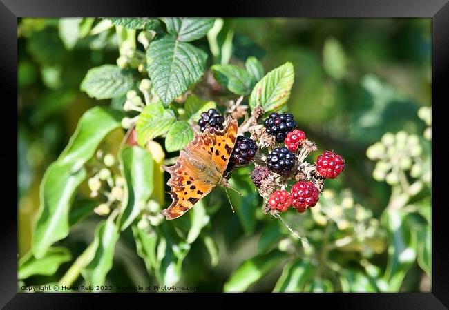 Comma butterfly on autumn berries Framed Print by Helen Reid