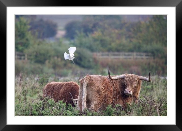 Cattle Egret coming into land with some highland cattle. Framed Mounted Print by Helen Reid