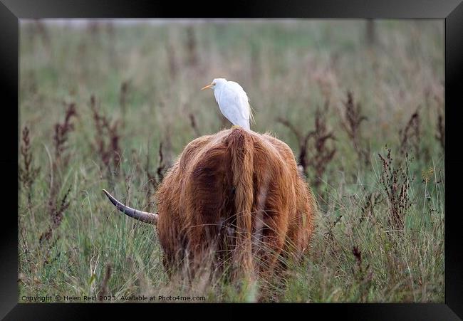 A cattle Egret bird standing on a highland cow Framed Print by Helen Reid