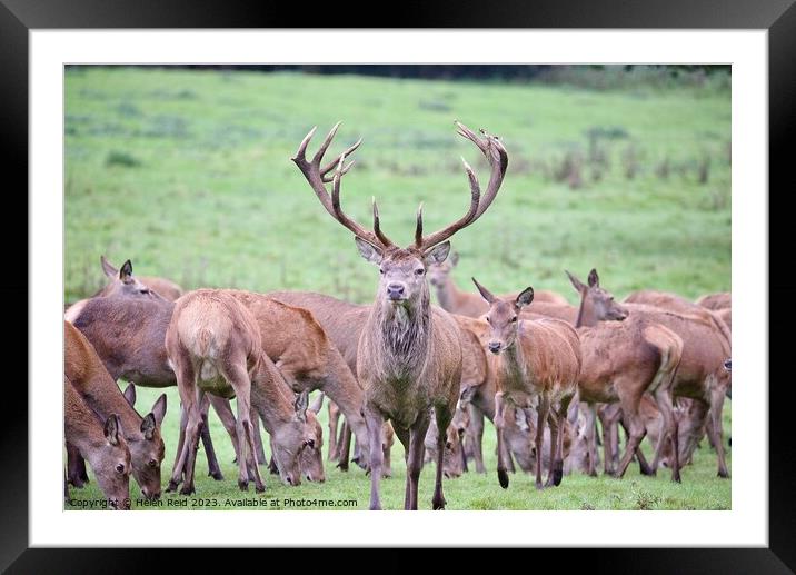 A Red deer stag stood with a herd of hind deers. Framed Mounted Print by Helen Reid