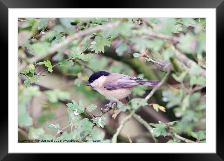 Willow Tit bird perched on a branch Framed Mounted Print by Helen Reid