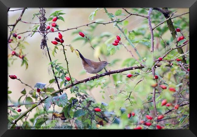 Cetti’s warbler bird perched amongst Autumn berries Framed Print by Helen Reid