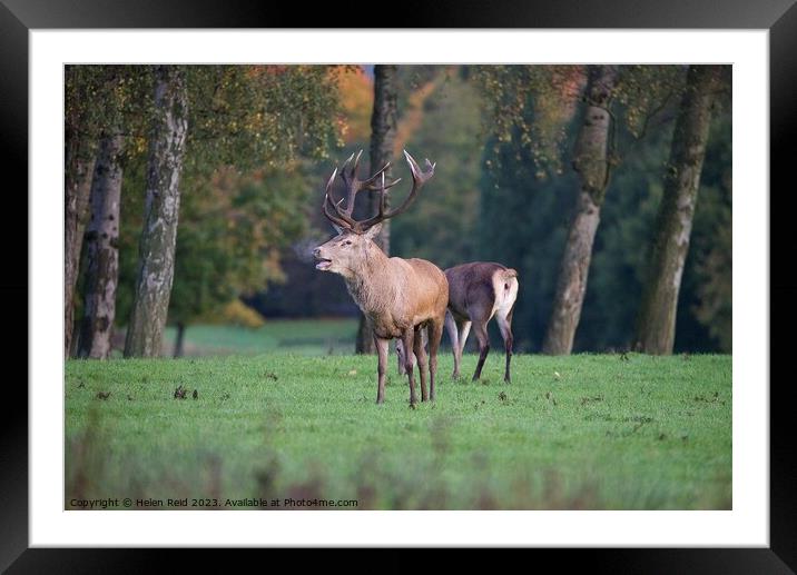 A red deer standing in a field bellowing, hus steamy breath visible Framed Mounted Print by Helen Reid
