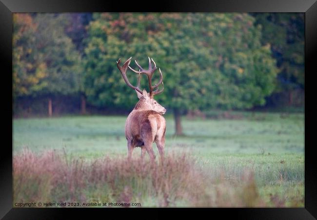 A red deer stag, stood with his head turned against autumn coloured trees  Framed Print by Helen Reid