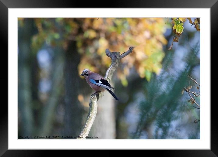 A small Jay blue bird perched on a tree branch Framed Mounted Print by Helen Reid