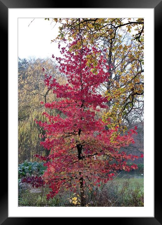 Red leaves Autumn Acer Maple tree Framed Mounted Print by Helen Reid