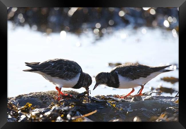 Turnstone birds Framed Print by Helen Reid