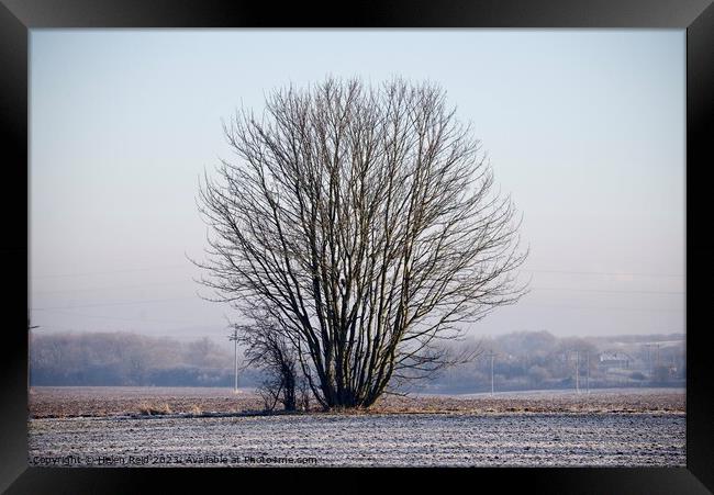 Single bare leaves winter tree in a frosty field Framed Print by Helen Reid