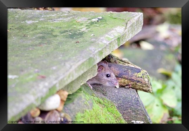 Brown rat peeking out of a stone wLl Framed Print by Helen Reid